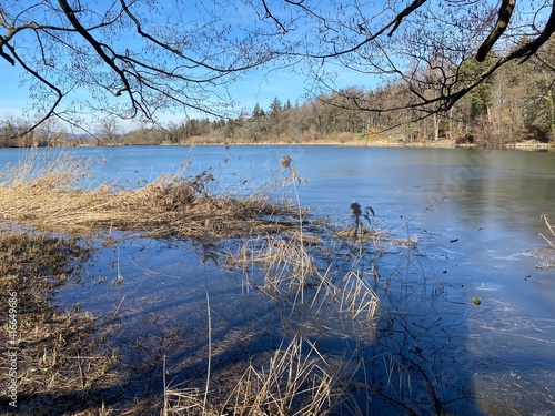 Late winter and early spring on the Bergweiher pond and on the slopes of the Horgenberg hill, Horgen - Canton of Zürich (Zuerich or Zurich), Switzerland (Schweiz) photo