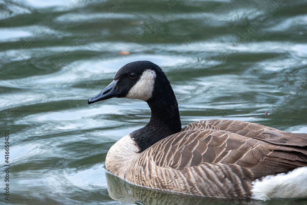 Canada Goose Portrait Canada Goose Portrait