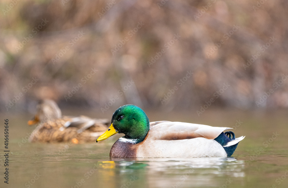 Fototapeta premium Mallard Swimming in Lake