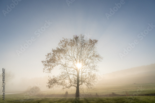 Lone Tree in Morning Mist