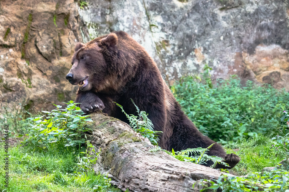 Kamchatka brown bear rests on a log. Huge furry brown bear with open mouth (Ursus arctos beringianus) sitting on the ground among green grass with the rock in the background. Kamchatka brown bear rests on a log. Huge furry brown bear with open mouth (Ursus arctos beringianus) sitting on the ground among green grass with the rock in the background.