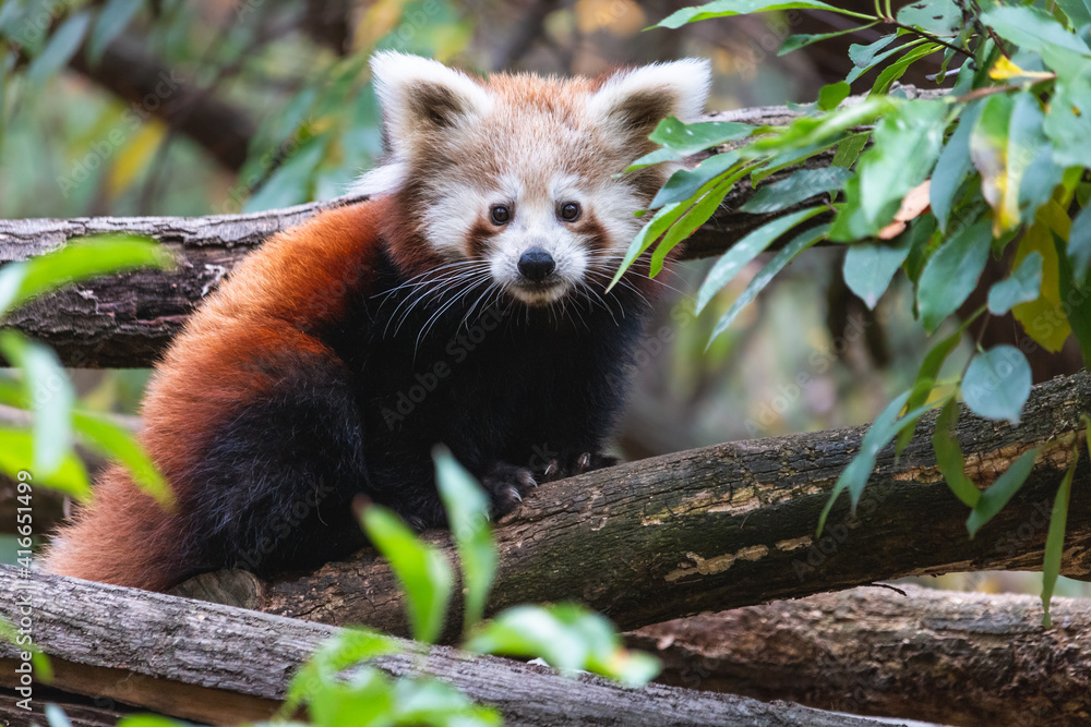 Fototapeta premium Cute fluffy red panda cub on the tree. Young lesser panda or firefox (Ailurus fulgens) on the thick branch among green foliage.