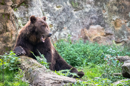 Huge furry brown bear with open mouth. Kamchatka brown bear  Ursus arctos beringianus  sitting on the ground among green grass with the rock in the background.
