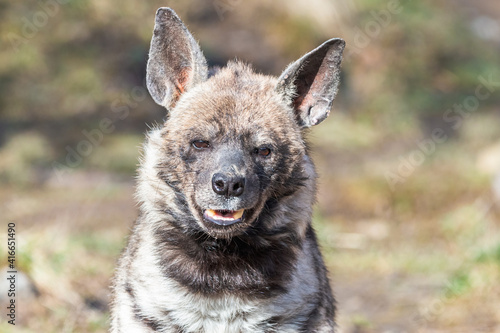 Close-up portrait of the striped hyena. Smiling furry arabian hyena (Hyaena hyaena) with large ears and open mouth.