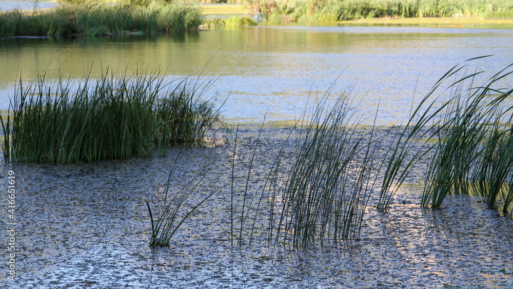 Obraz premium A pond with weeds at Inner Mongolia, China.