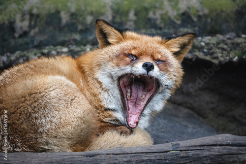 Fotografie Fluffy red fox yawning
