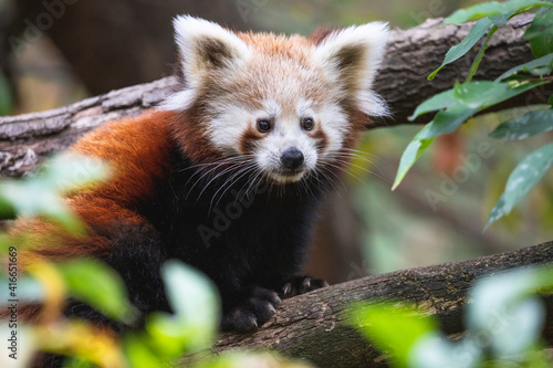 Cute fluffy red panda cub close up. Young lesser panda or firefox (Ailurus fulgens) on the tree branch.
