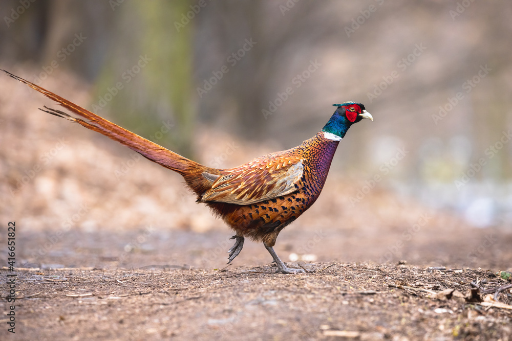 Fototapeta premium Male common pheasant in the autumn forest. Ring-necked pheasant cock (Phasianus colchicus) with long tail and beautiful copper-red plumage.