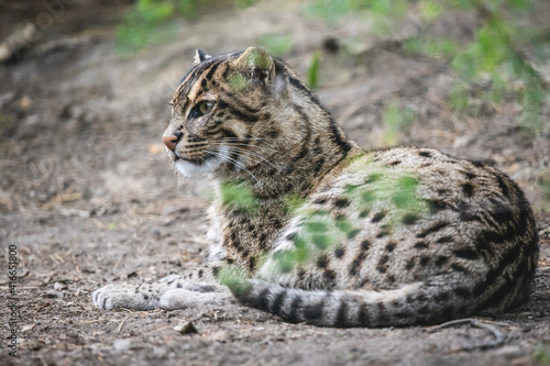 Beautiful fishing cat lying on the ground. Wild asian cat (Prionailurus viverrinus) with yellowish tawny fur with black spots and stripes.