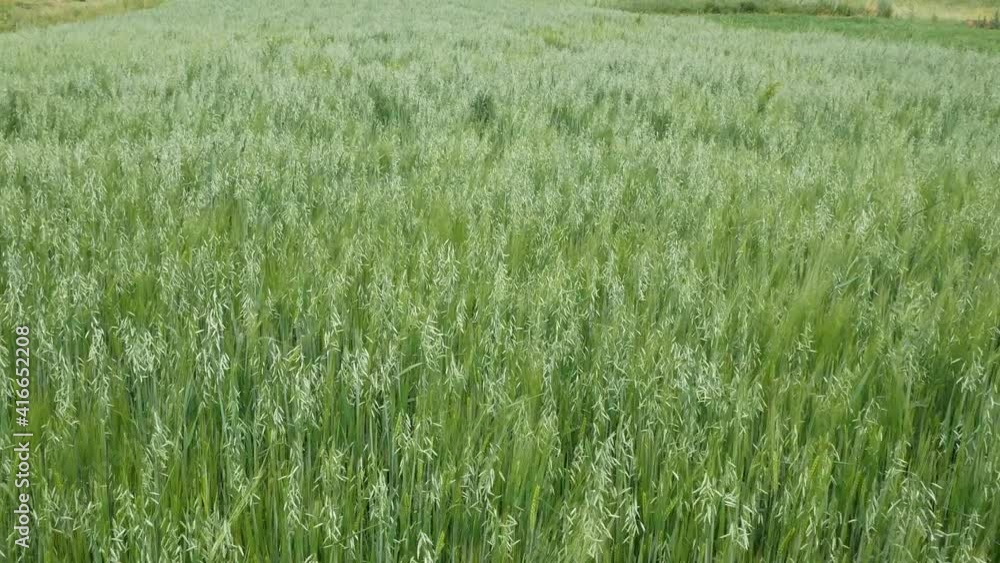 green fresh grass in the field swaying in the wind
green fresh grass in the field swaying in the wind