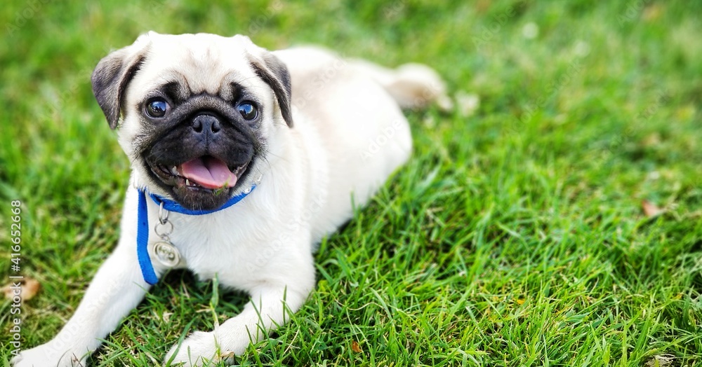 pug dog on grass