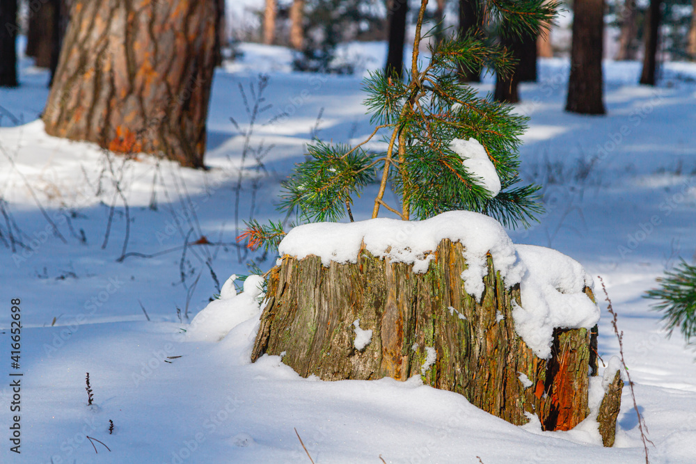 old stump under the snow in the forest close-up old stump under the snow in the forest close-up