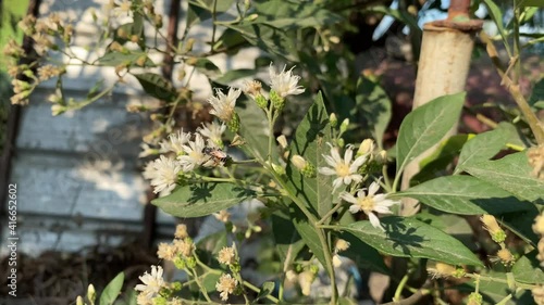 Bitterleaf tree flower in nature garden photo