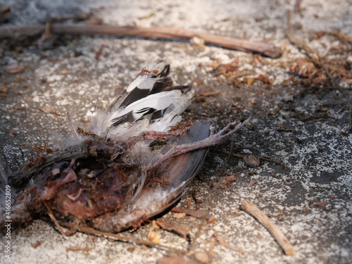 Weaver ants (Green ants) eat a dead bird
