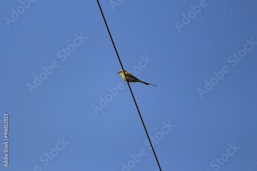 American fly catcher