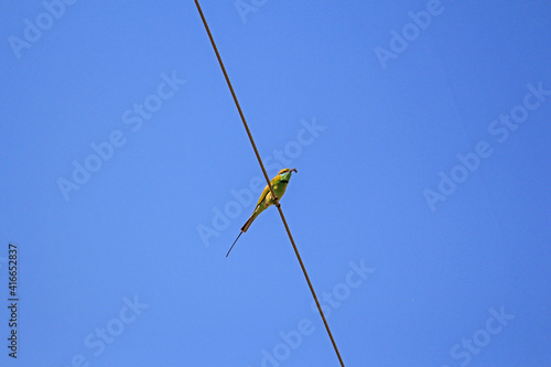 American fly catcher