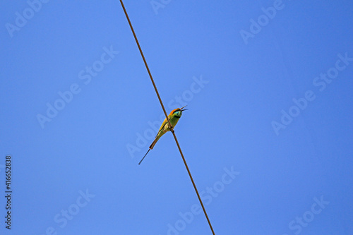 American fly catcher