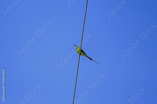 American fly catcher