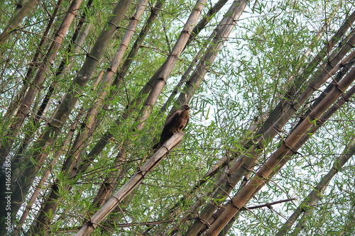 Eagle in bambu bush