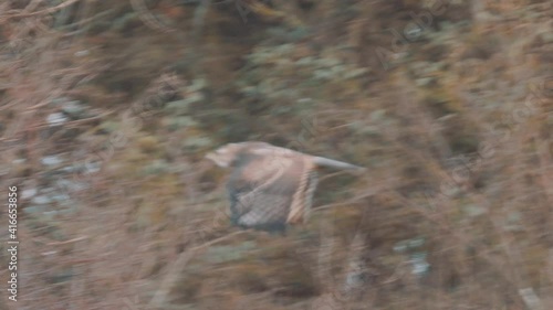 Harrier bird flying through autumn trees, tracking shot in Netherlands, Ameland wildlife, daytime photo