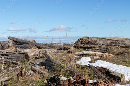 logs, snow and grass on a beach near Victoria skyline
