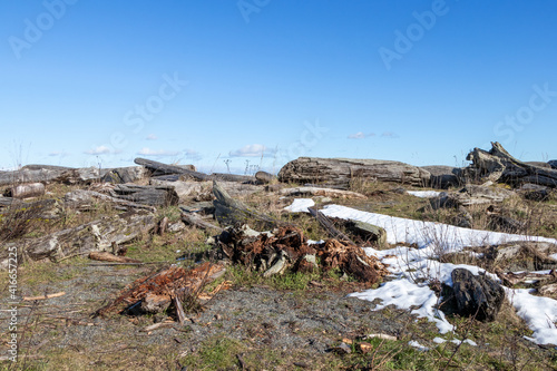 logs  snow and grass on a beach in winter on Vancouver Island