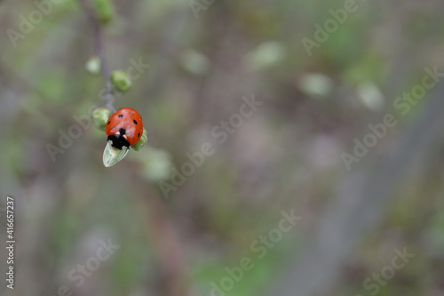 Red Ladybug closeup. Natural background.