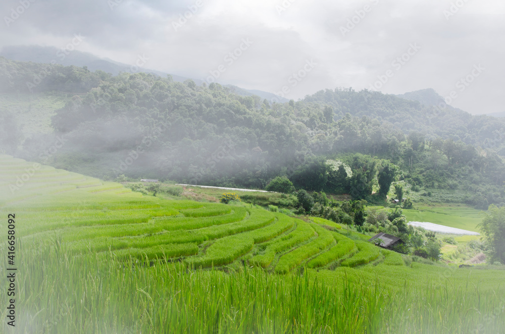 Obraz premium Green rice terraces on the hill in thick fog