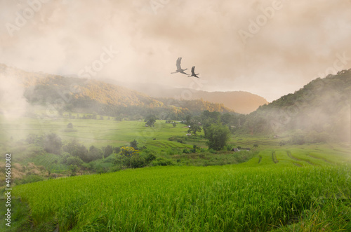 Flying couple cranes in morning fog over green field in the valley