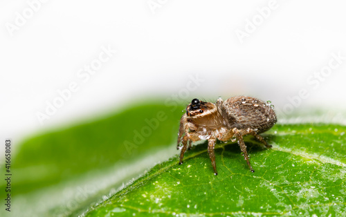 Fototapeta Naklejka Na Ścianę i Meble -  Closeup of Jumping spider on leave with rain  drop isolated on  white background