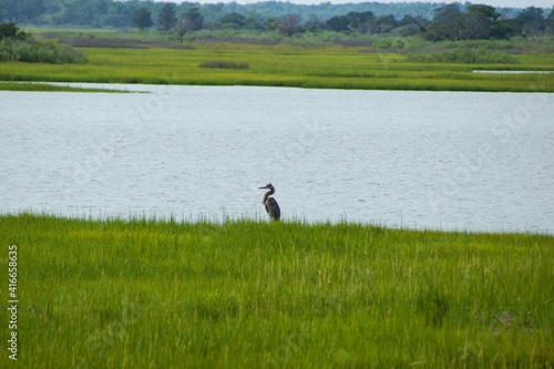 bird in the marshy water