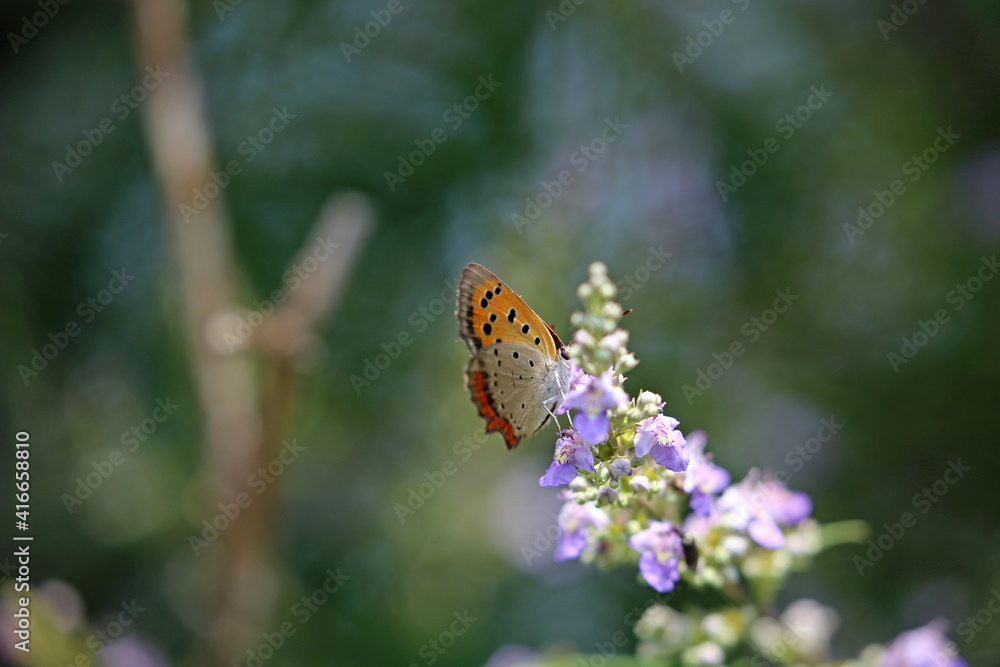 Obraz premium ベニシジミ