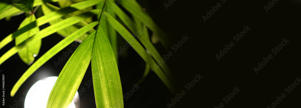 Obraz premium Translucent details of lush green leaves backlit with lighting at night