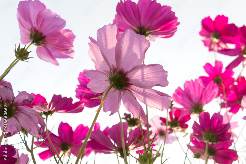 Obraz premium beautiful colorful cosmos in field. nature background.