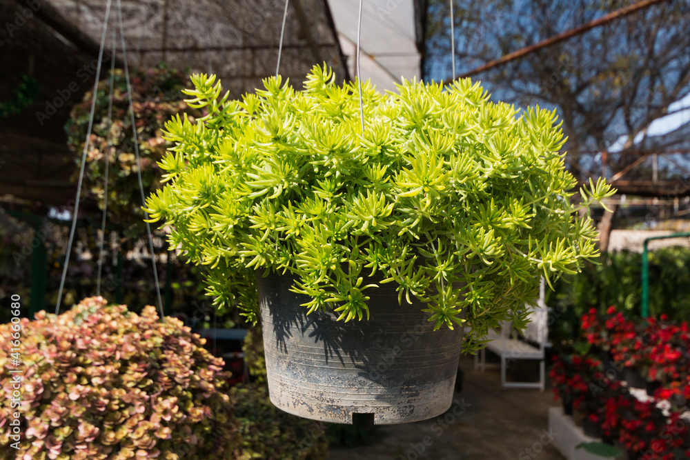 Gold moss sedum on hanging pots with sunlight