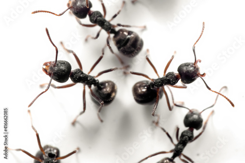 Macro Photo of Group of Black Ants were Sitting on The White Wall