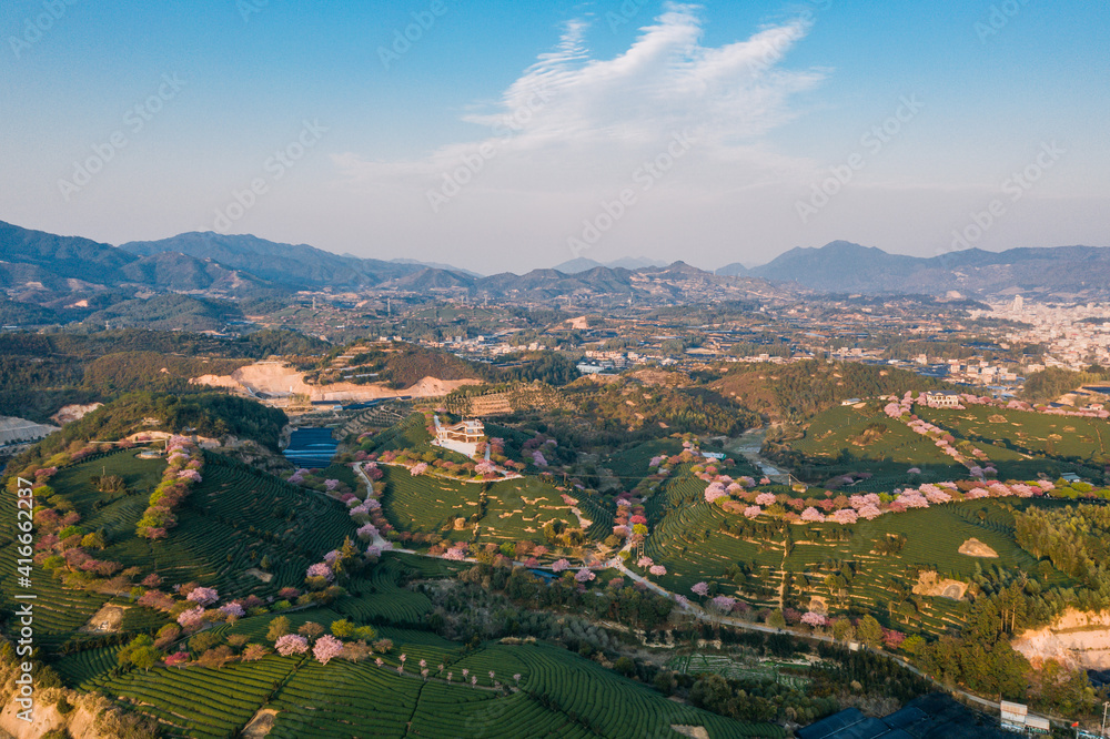 Aerial view of traditional Chinese tea garden, with blooming cherry trees on the tea mountain at dusk, in Yongfu cherry blossom garden in Longyan, Fujian, China