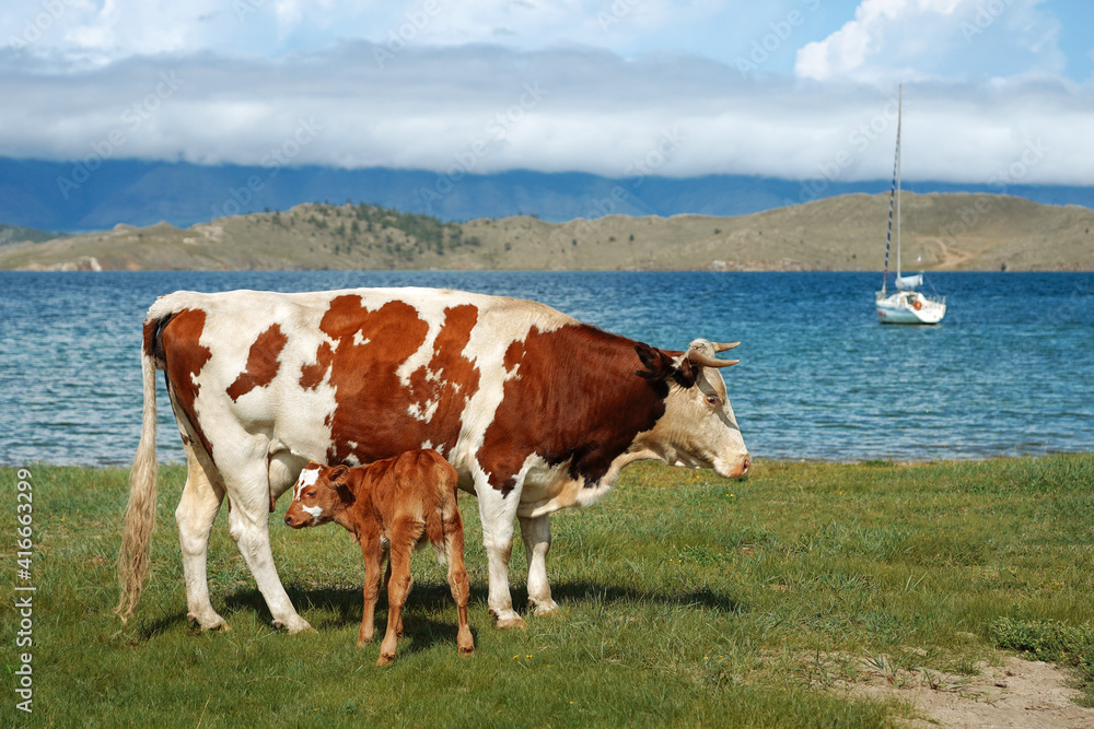 Mother cow and calf on background of yacht in the sea. Happy cute cow family. Low clouds. European view Mother cow and calf on background of yacht in the sea. Happy cute cow family. Low clouds. European view
