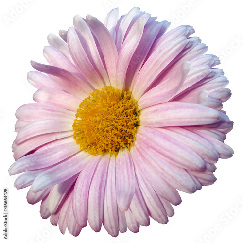 Pink chrysanthemum. Flower on white isolated background with clipping path. For design. Closeup. Nature.