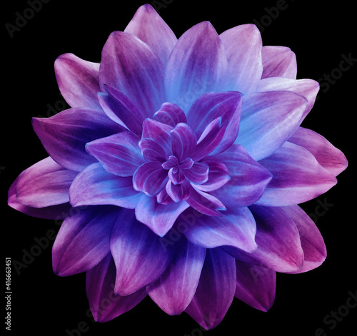  dahlia flower pink-blue.  Flower isolated on the black background. No shadows with clipping path. Close-up. Nature.