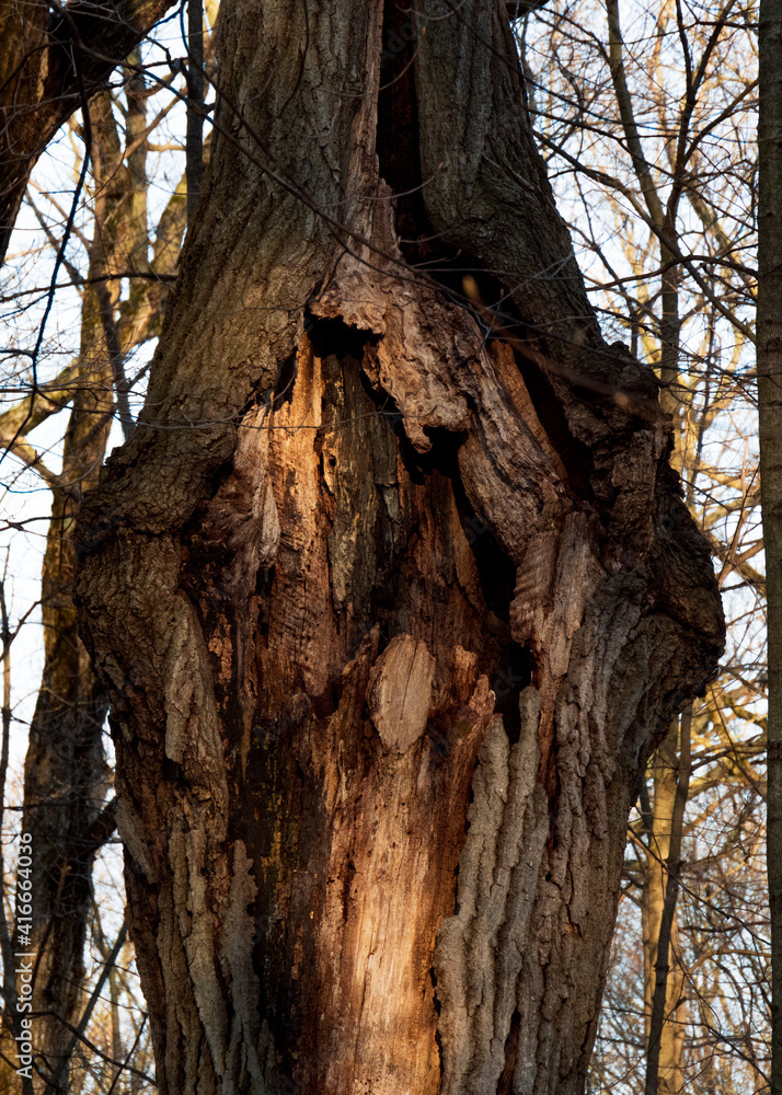 Tree knot Tree knot
