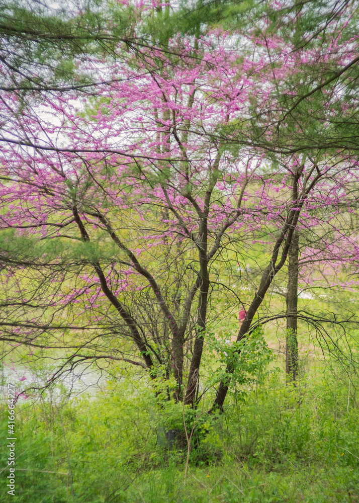 Pink trees at forest preserve in summer 