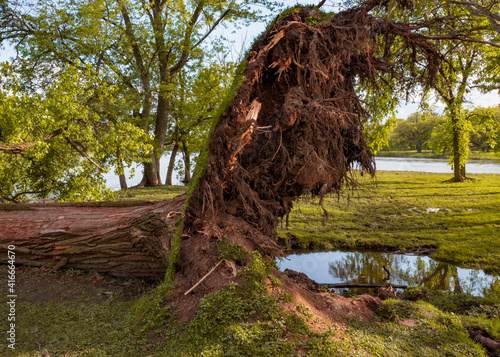 Upended tree at forest preserve