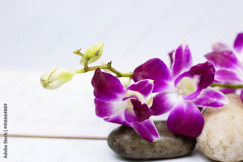 Thai Purple Orchid flowers are on white background Thai Purple Orchid flowers are on white background