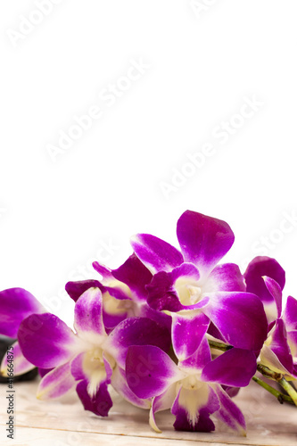 Thai Purple Orchid flowers are on white background