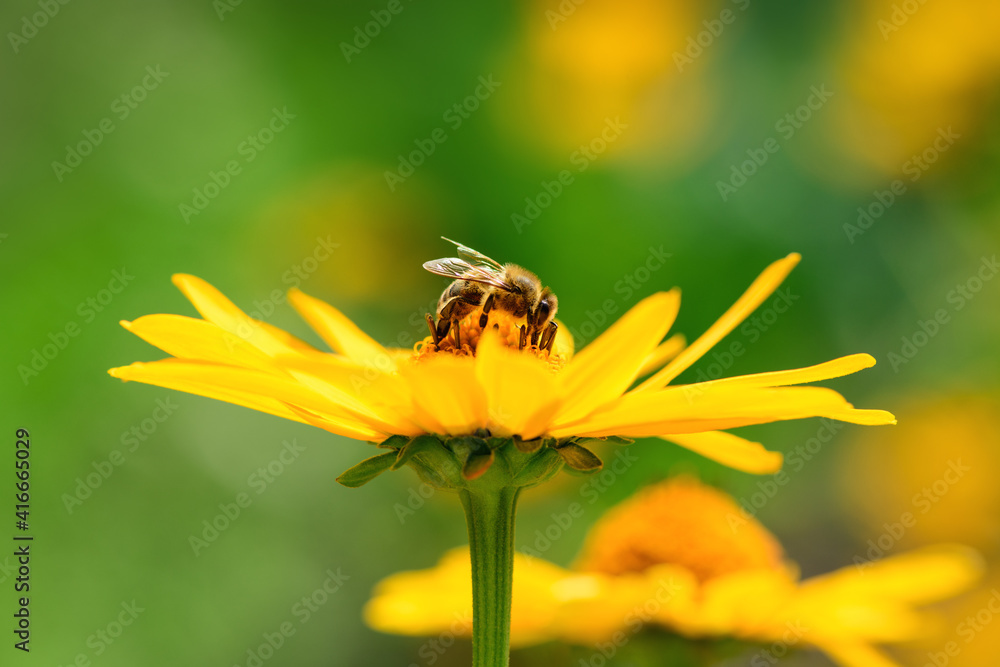 Bee and flower. Close up of a striped bee collecting pollen on a yellow flower on a Sunny bright day. A bee collects honey from a flower. Macro photography. Summer and spring backgrounds Bee and flower. Close up of a striped bee collecting pollen on a yellow flower on a Sunny bright day. A bee collects honey from a flower. Macro photography. Summer and spring backgrounds