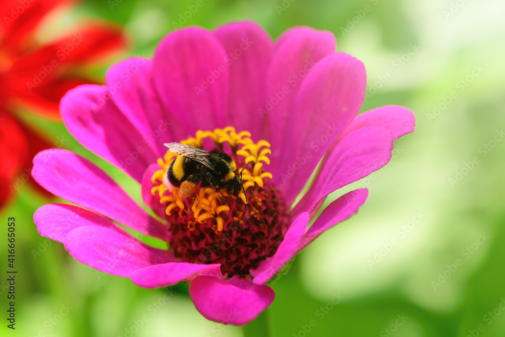 Bumblebee. One large bumblebee sits on a pink flower on a Sunny bright day. Macro Bumblebee. One large bumblebee sits on a pink flower on a Sunny bright day. Macro
