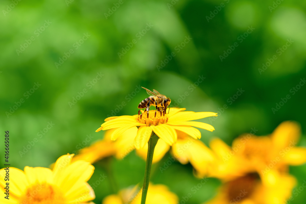 .Bee and flower. Close up of a striped bee collecting pollen on a yellow flower on a Sunny bright day. A bee collects honey from a flower. Summer and spring backgrounds .Bee and flower. Close up of a striped bee collecting pollen on a yellow flower on a Sunny bright day. A bee collects honey from a flower. Summer and spring backgrounds