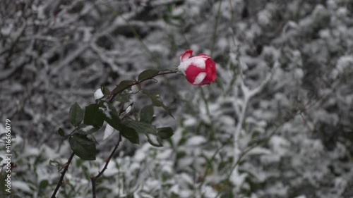 Rose Rose ripples in the wind against the background of snow-covered bushes.