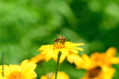 .Bee and flower. Close up of a  striped bee collecting pollen on a yellow flower on a Sunny bright day. A bee collects honey from a flower. Summer and spring backgrounds © borislav15